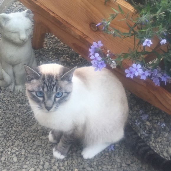 poizonkitty3